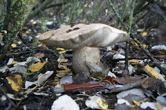 Leccinum duriusculum