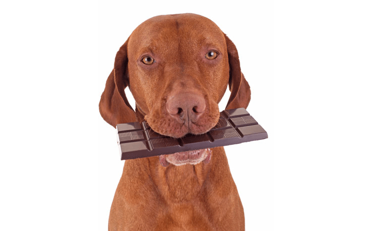 is chocolate safe for dogs