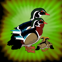 G2J Wood Duck Family Escape