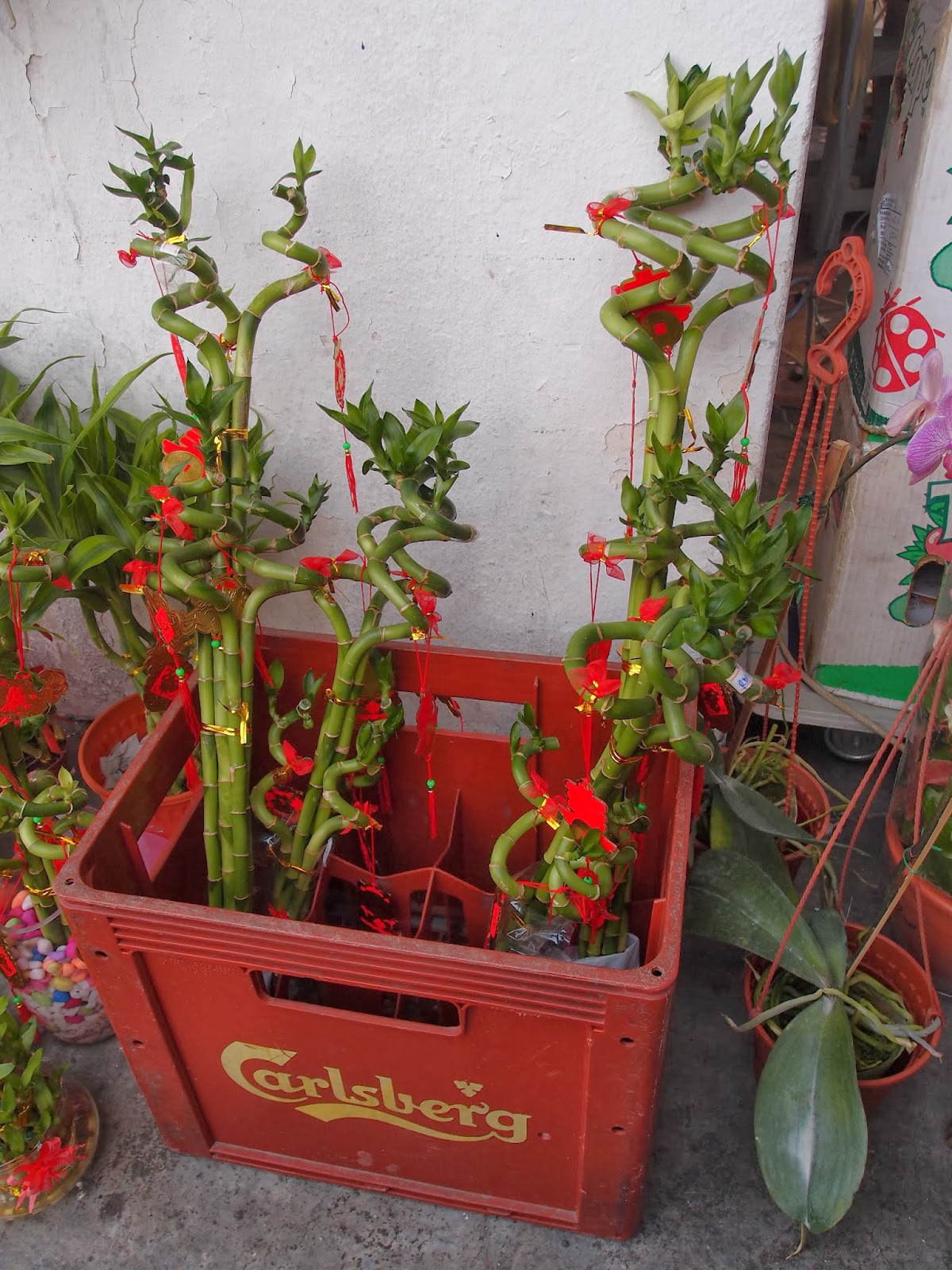 Xing Fu: CHECKING OUT CHINESE NEW YEAR FLOWERS