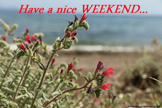 have a nice weekend