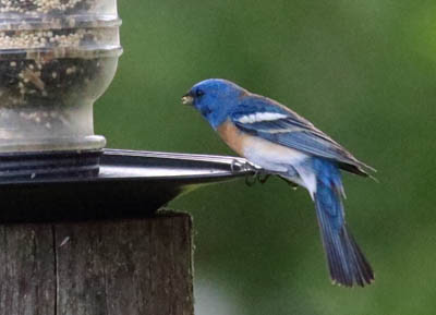 Photo of Lazuli Bunting at feeder