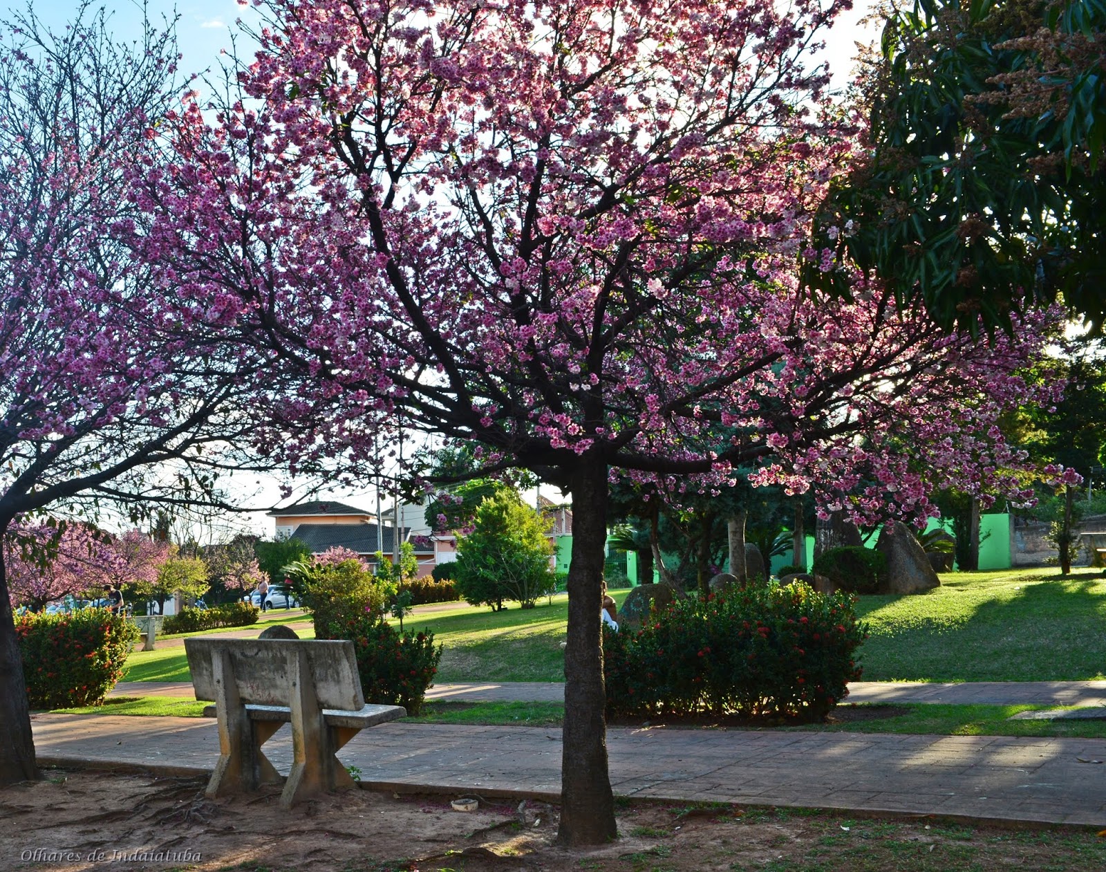 Olhares de Indaiatuba 2 Praça das Cerejeiras Indaiatuba SP