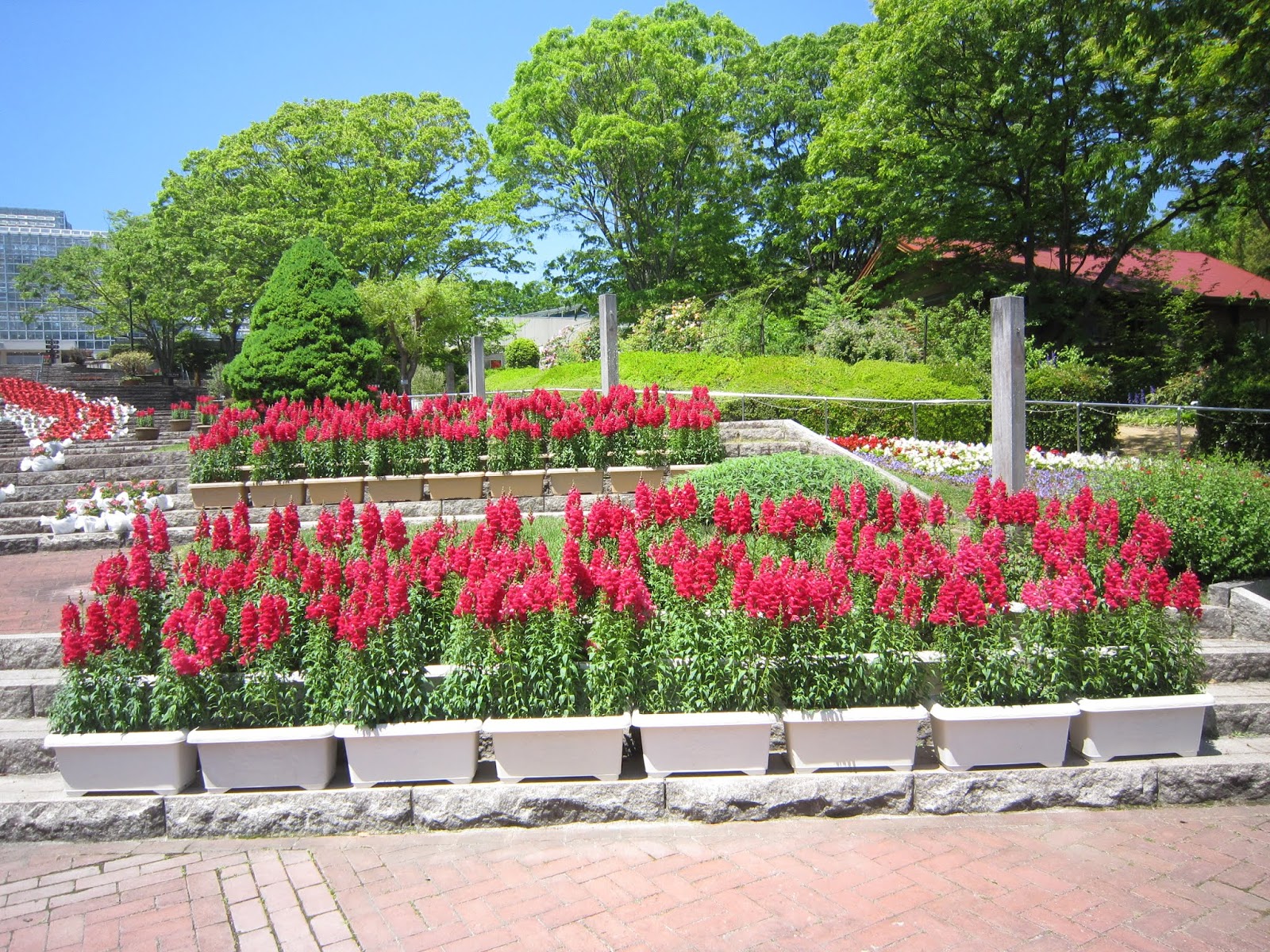 広島市植物公園ブログ 今日の植物公園 5月13日号