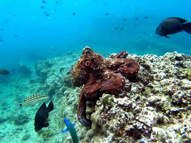 Photo of an octopus scuba diving Koh Phi Phi