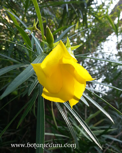 Cascabela thevetia, Yellow Oleander, Be-Still-Tree, Lucky Nut, Mexican Oleander flower