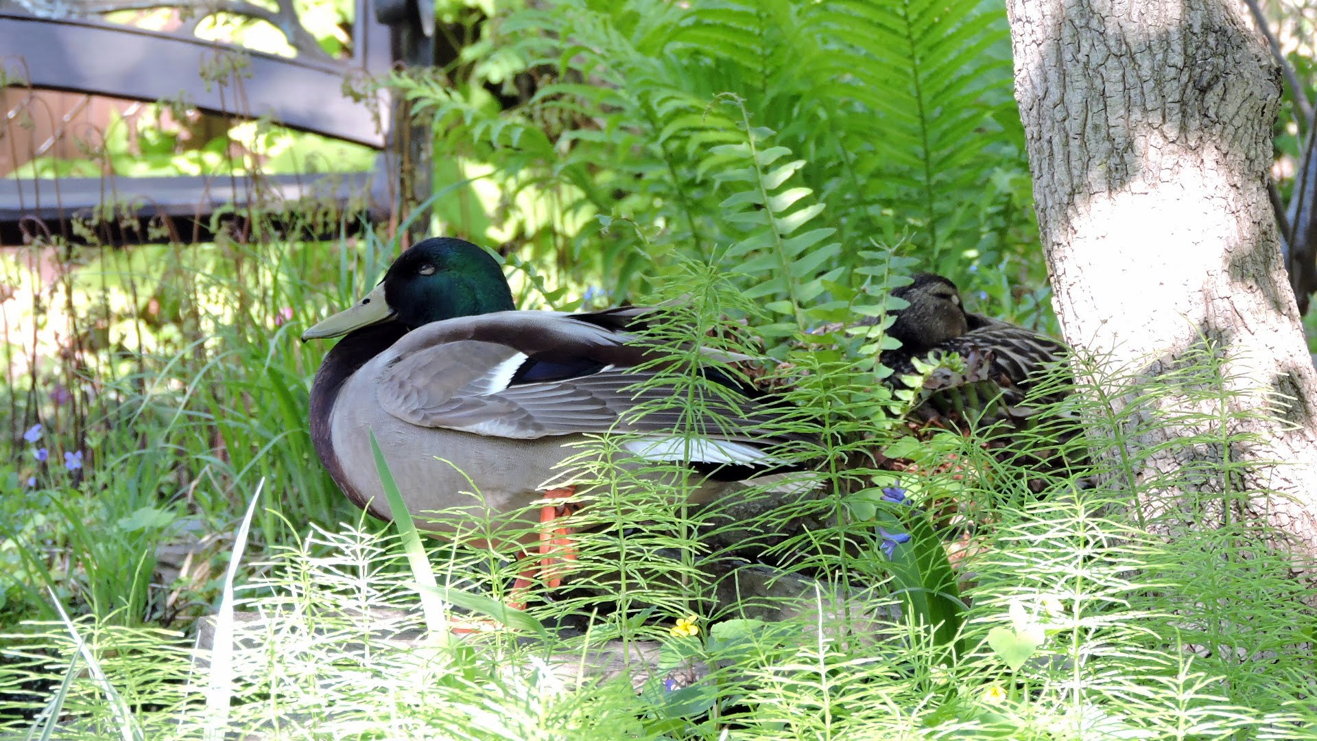 Carnet naturaliste: Ainsi va la vie au jardin