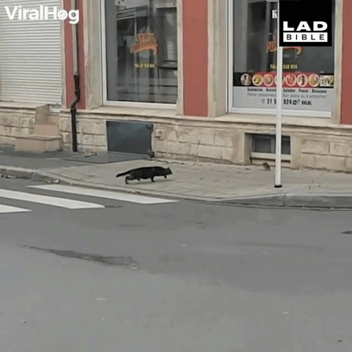 쥐에게 쫓기는 고양이 | 인스티즈