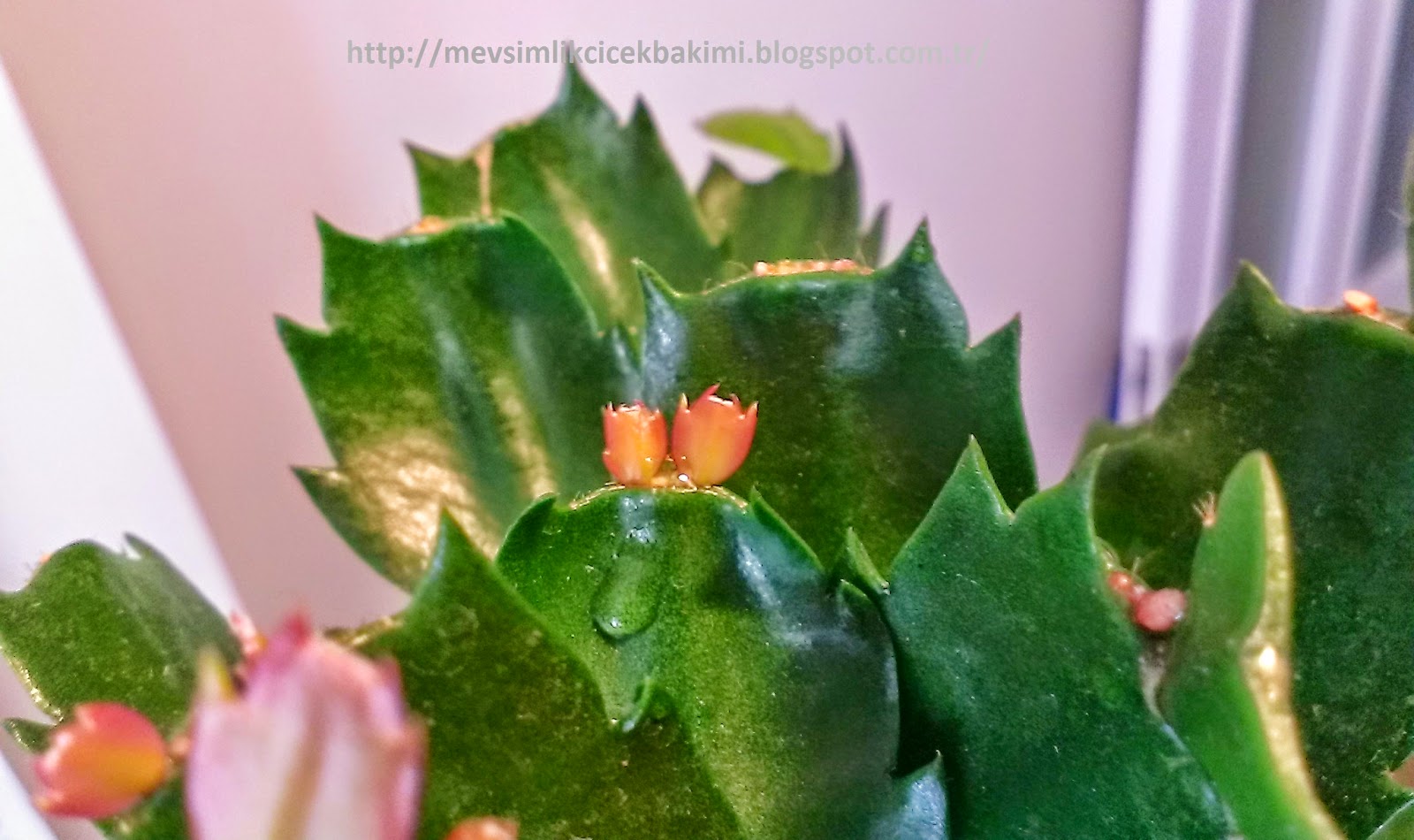 Uğur getiren yılbaşı çiçeği bakımı nasıl olmalı? yılbaşı çiçeği nasıl YILBAŞI ÇİÇEĞİ (ZYGOCACTUS) BAKIMI | Çiçek Bakımı, Çiçek Çeşitleri