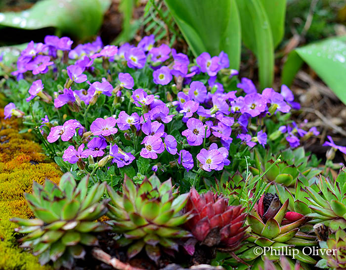 Winners In The 2017 Garden