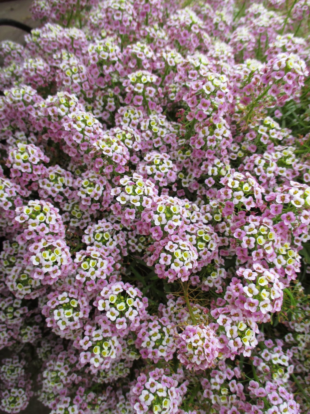 Rotary Botanical Gardens - Hort Blog: Sweet Alyssum (Lobularia maritima)