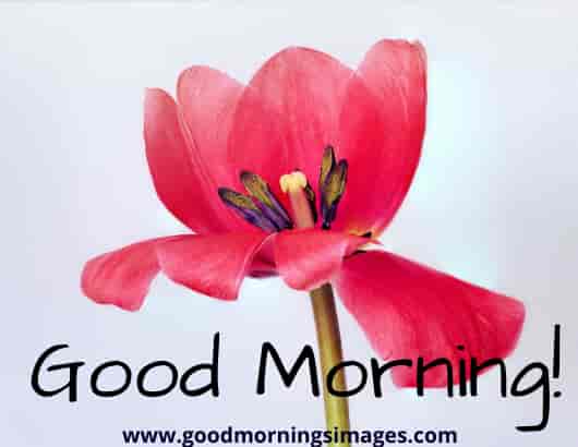 Morning Shayari With Images For Her Morning Shayari With Images For Her