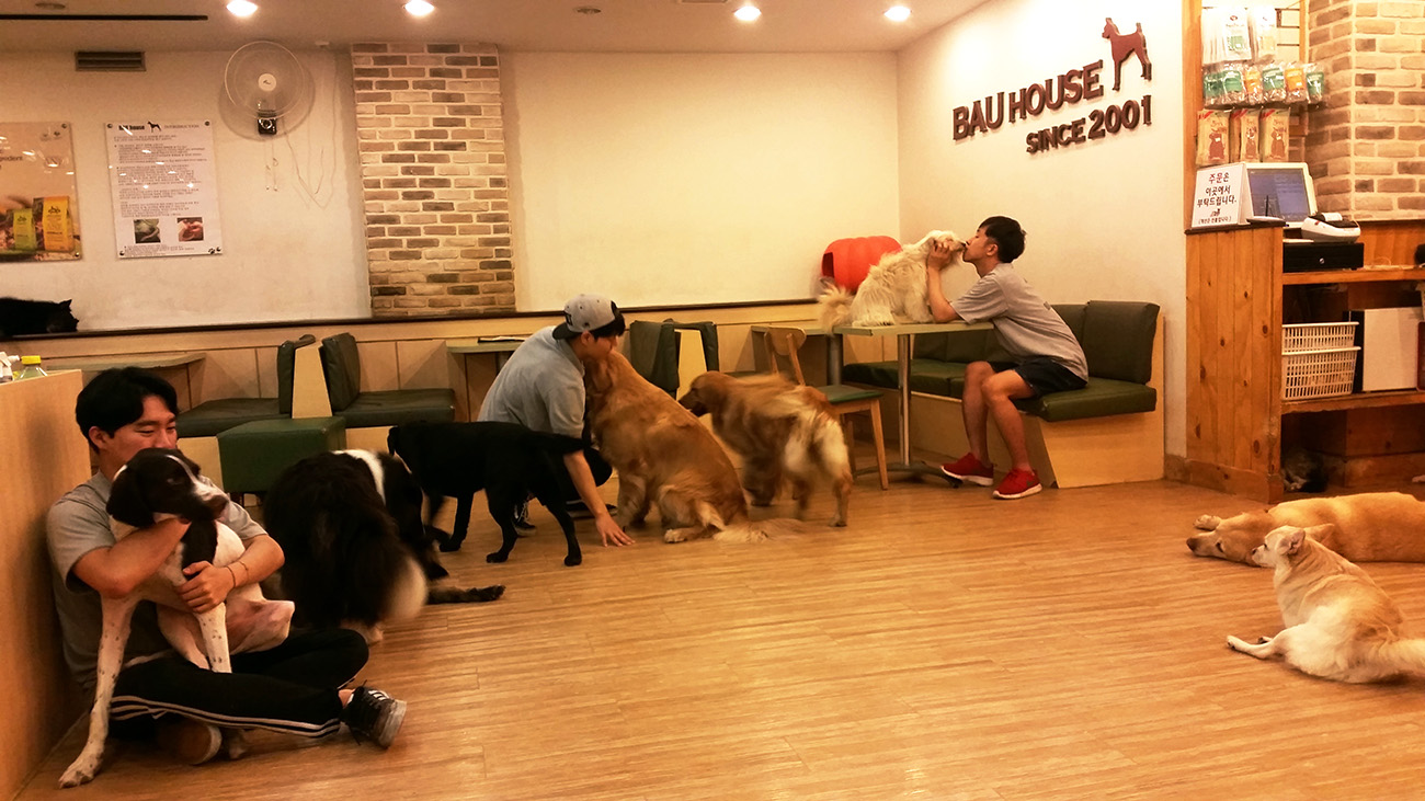 Кафе можно с собаками. Кафе для собак в Корее. Собачье кафе в Японии. Собачье кафе в Сеуле. Сеул кафе с собаками.