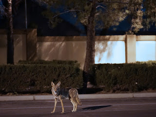 Coyotes aren't coming. They're here.