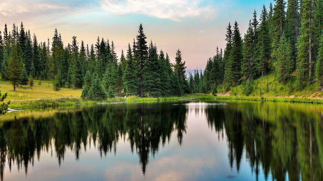 Forest Lake Reflection desktop wallpaper