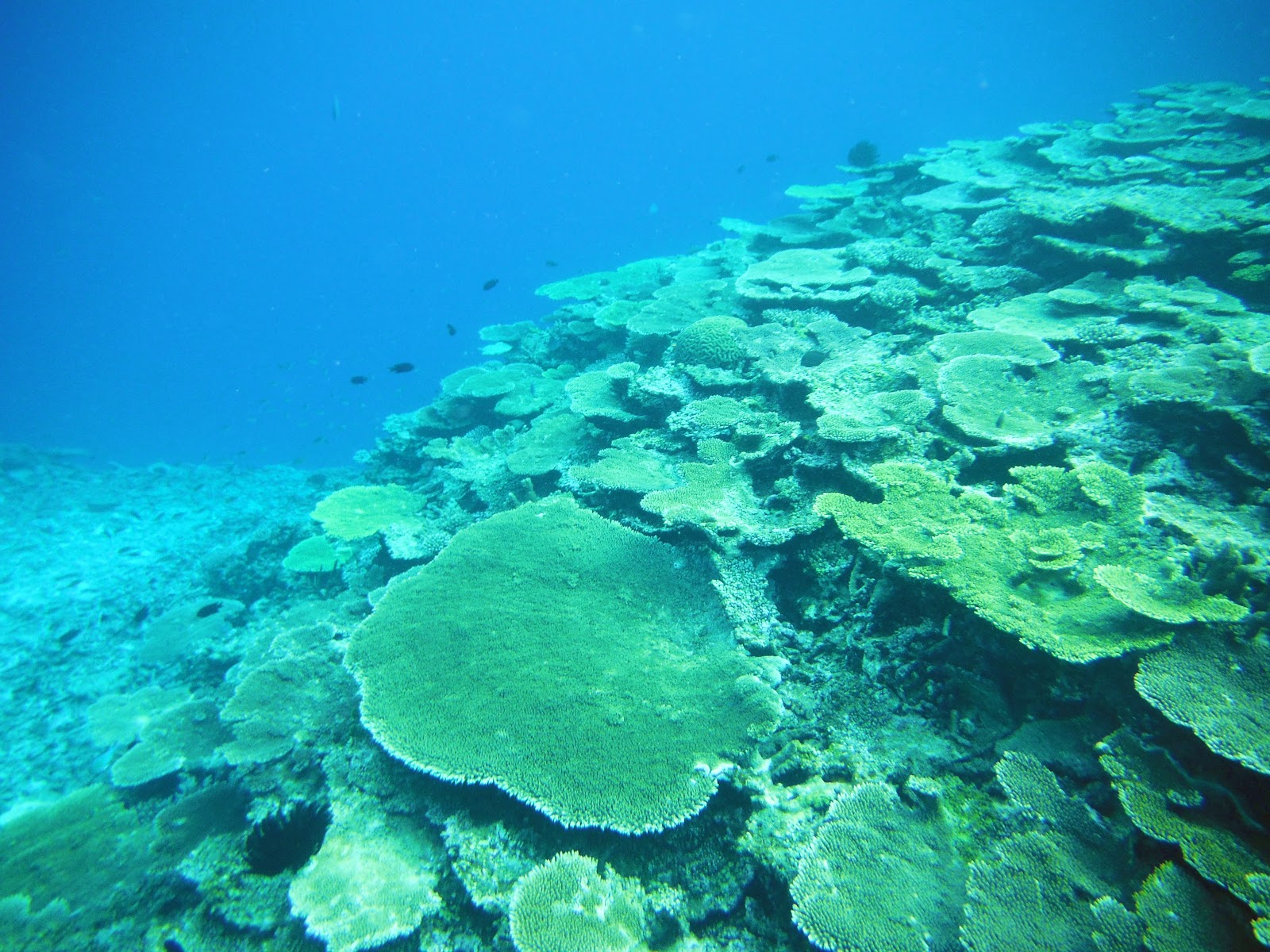 18年11月沖縄 宮古島 4 Private House Miyagawa２