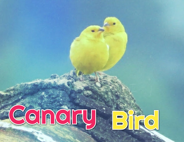 Canary bird Facts In Hindi