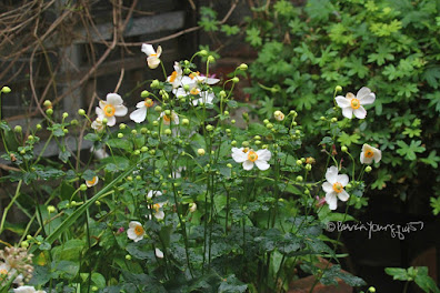 This photo features a variety of anemone flowers known as 'Honorine Jobert.’ They bloom in the fall and the ones seen here are white and this type of flower is featured in other posts on my blog @ https://www.thelastleafgardener.com/search?q=Anemone