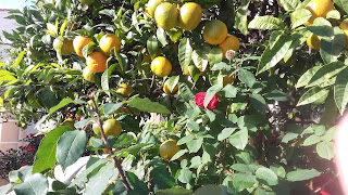 Vous comprenez tout de suite où je veux en venir : être touché par l’émotion de l’autre fait partie de notre fraternité/sororité humaine, le bouddhisme colle à ce concept. En être submergé au point d’être réduit à l’inaction, c’est tout à fait autre chose. Un peu comme si, quand vous voyez quelqu’un se noyer, vous lui jetiez une pierre plutôt qu’une corde. Dans un cas, vous le faites couler, dans l’autre, vous l’aidez à s’en sortir.