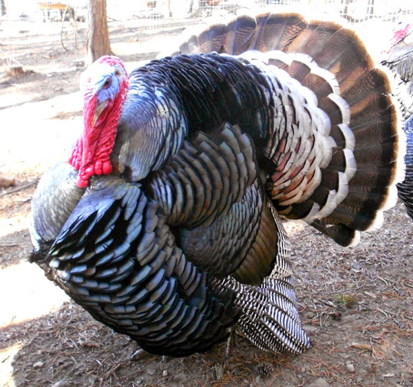 Bronze Turkey Farming Business Starting Plan