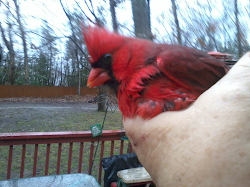 cardinal window flying apples guest candy into writer michelle motorcycle victim above recent