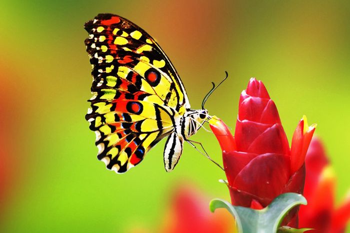 Deskripsi kupu kupu dalam bahasa inggris dan artinya