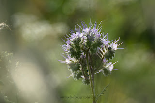 Naturfotografie Wildblumen Lippeaue