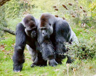 Mountain gorilla