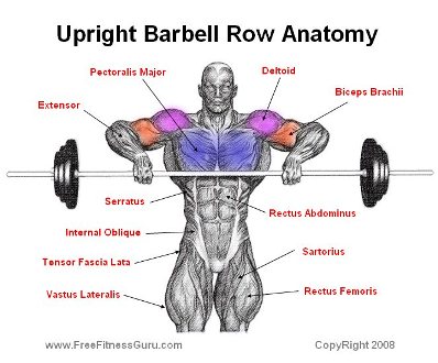Analysing the Upright Row. By Vic Goyaram ~ BODYBUILDING MAURITIUS ...