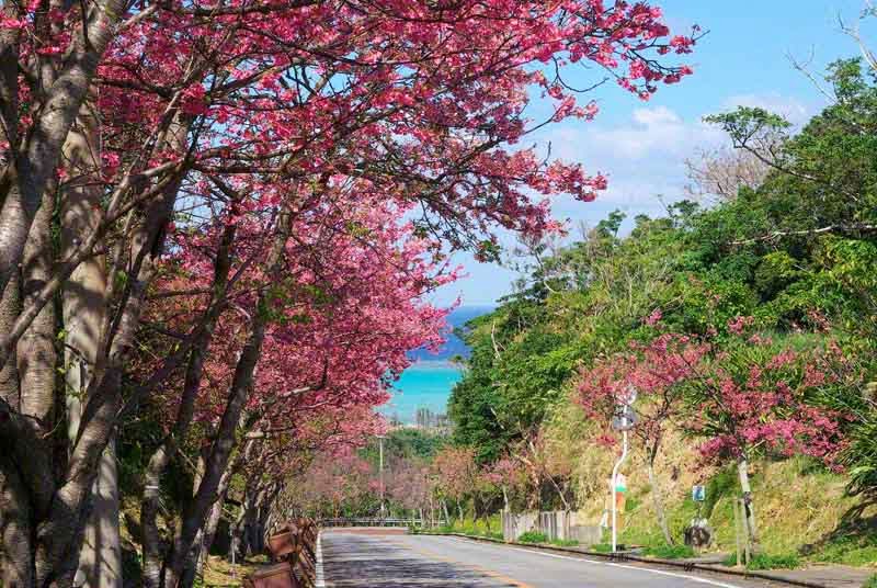 Ocean view, Cherry Blossoms, Sakura, Flowers