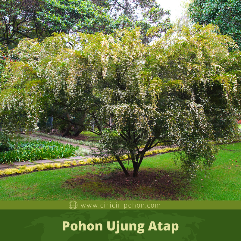 Ciri Ciri Pohon Ujung Atap (Baeckea frutescens) Di Alam Liar