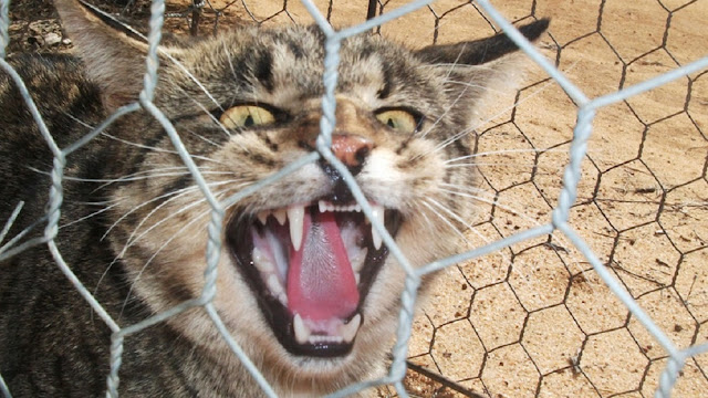 Зачем австралийцам «великая стена» против кошек