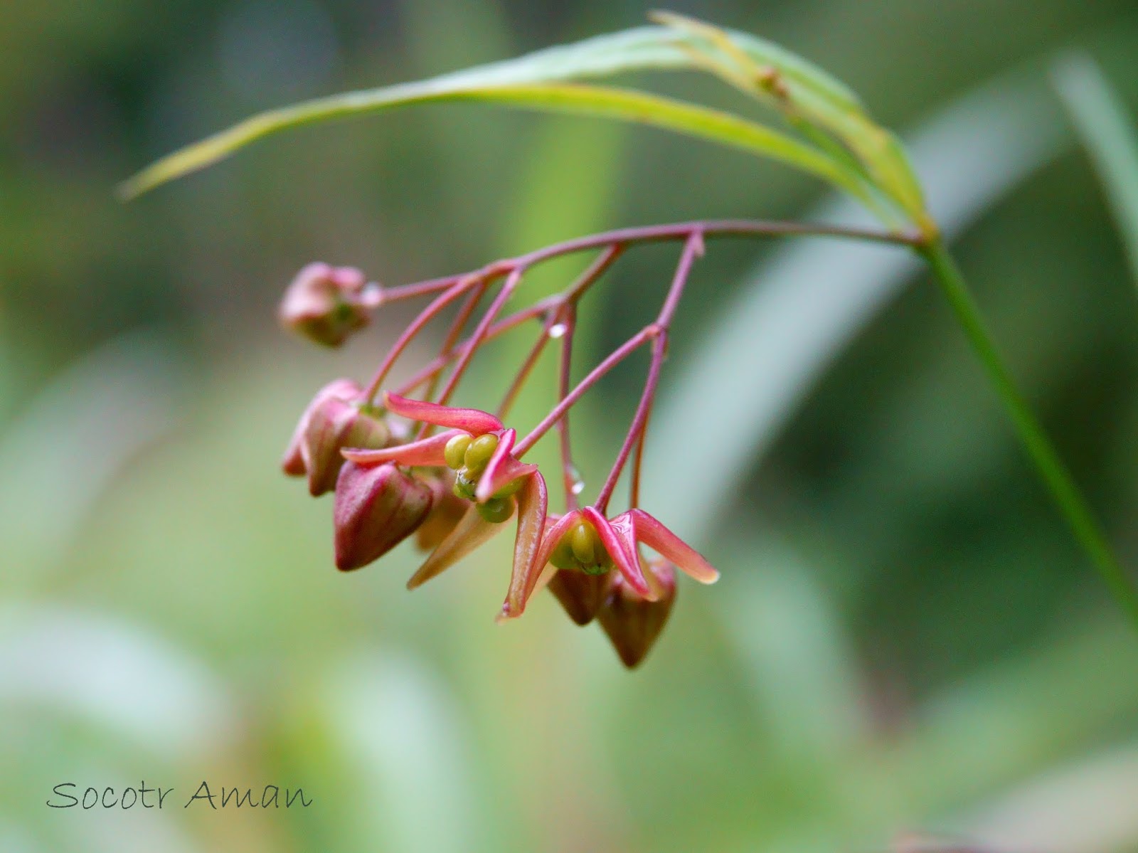 Socotr Aman 花幽霊 １２