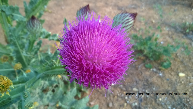 Flor de cardo