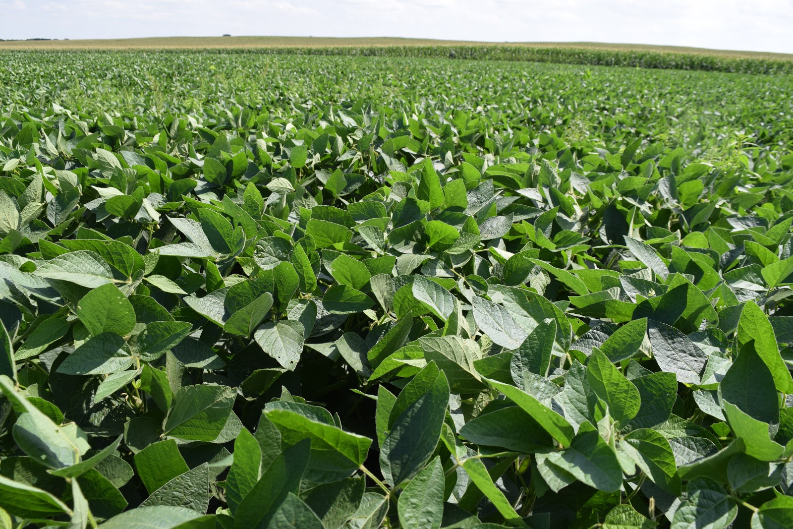 Another look at phosphorus fertilizer application timing in soybean