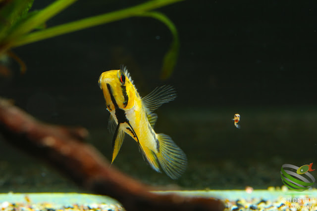 Apistogramma sp. D47