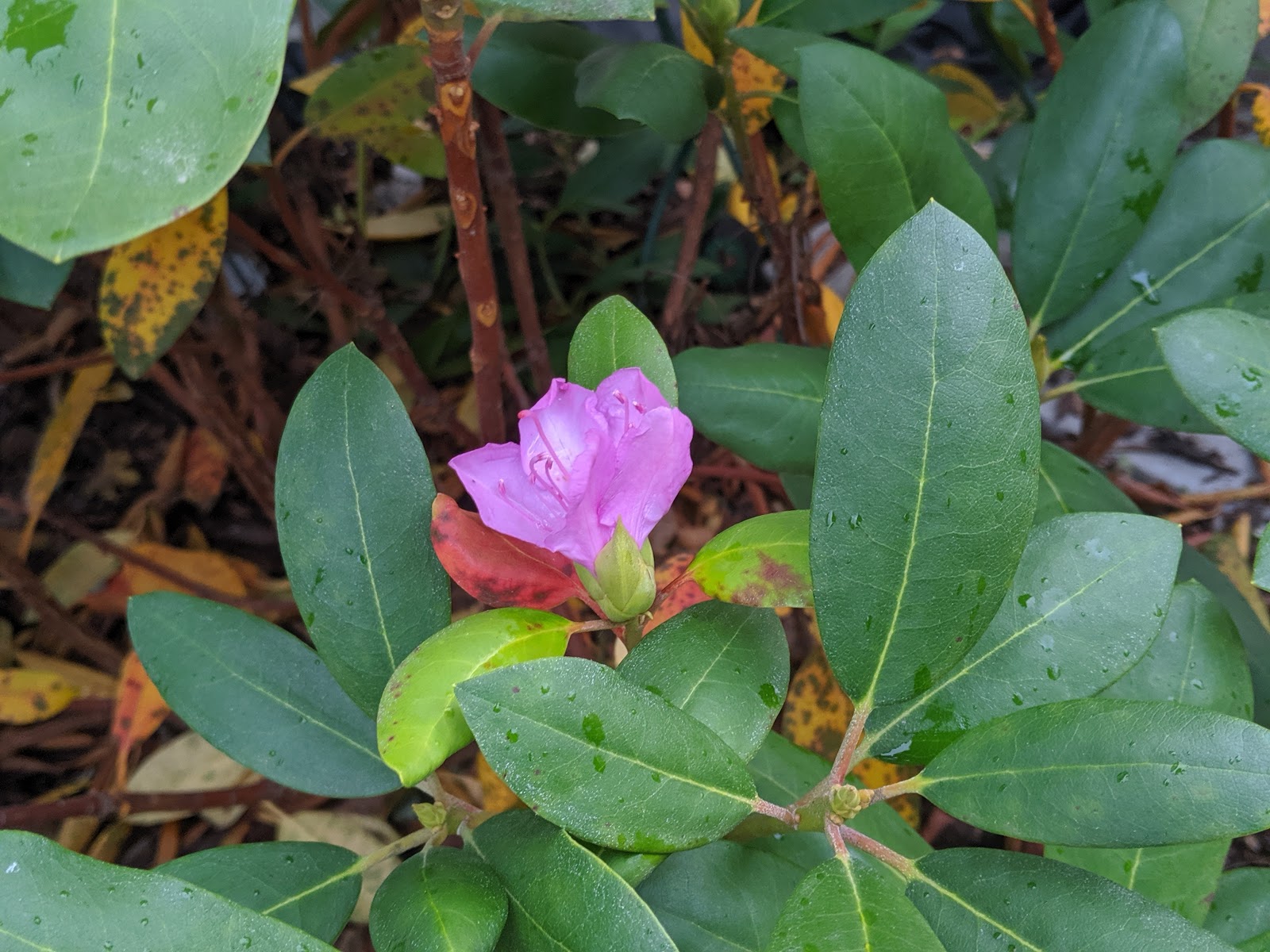 Confused Rhododendron Flowering in Fall 2019