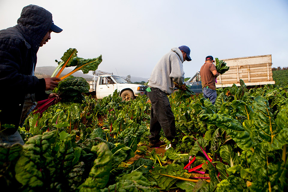 Vegetables Farm Workers Needed In Canada (11.70 an hour) APPLY NOW
