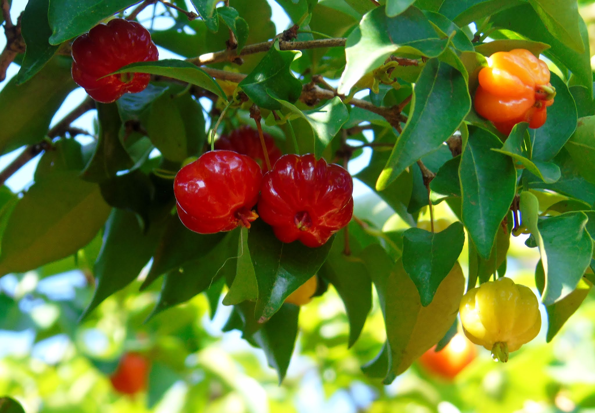 Pitanga (Eugenia uniflora L.) | A planta da vez