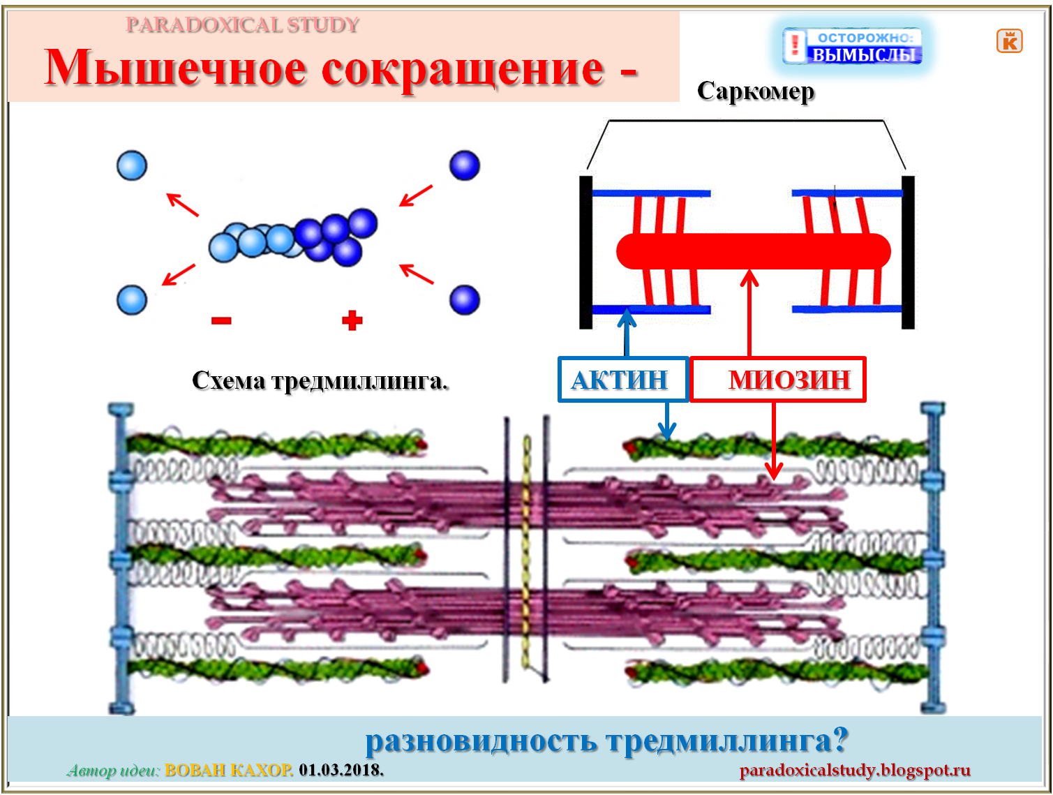 механизм сокращения мышц гистология. механизм сокращения саркомера гистология. саркомер механизм мышечного сокращения. мышечное сокращение гистология. схема саркомера миофибриллы мышечного волокна.