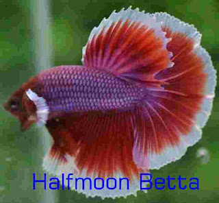 betta fish double tail , betta crowntail, betta fish breeding