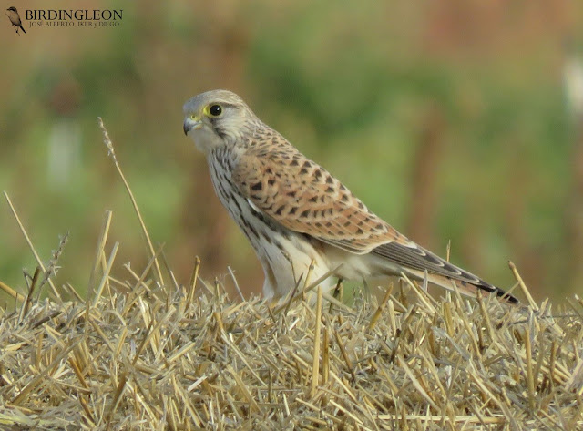 Cernícalo vulgar (Falco tinnunculus)