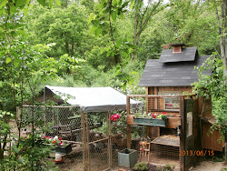 chicken coop double coops deck cool charming attractive community chickens folks functional steve sharing thanks