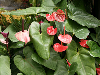 Una flor en mi jardín: Flor del anturio