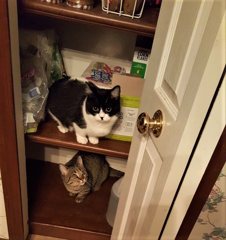 Trusting In The Lord For All Things Lemonade, Cats, Stronger