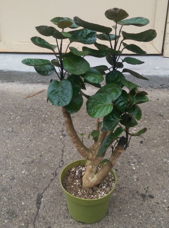 POLYSCIAS SCUTELLARIA ‘BALFOURIl’ Araliaceae MING ARALIA Benefits, Care