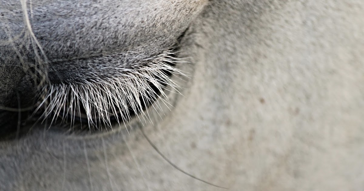 Eye Infections and Injuries in Horses spielemiterfold