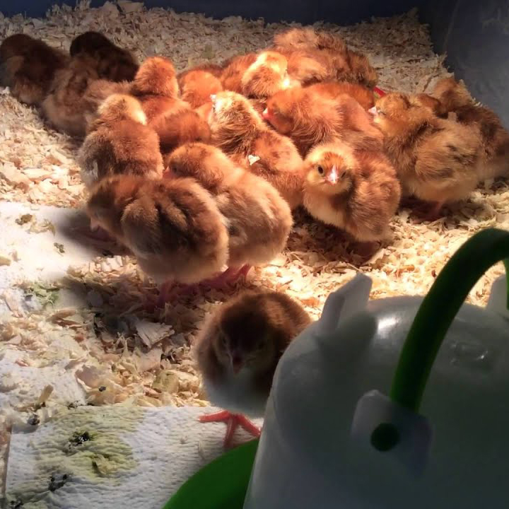 Day Old Chicks Order Form