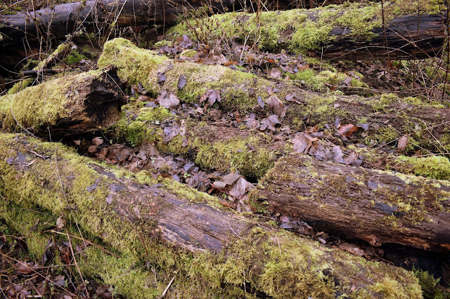 fallen tree branches and trunks covered partly in moss