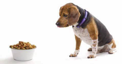 Cara Mengatasi Anjing Tidak Mau Makan Dengan 15 Tips Tepat Cara Mengatasi Anjing Tidak Mau Makan Dengan 15 Tips Tepat